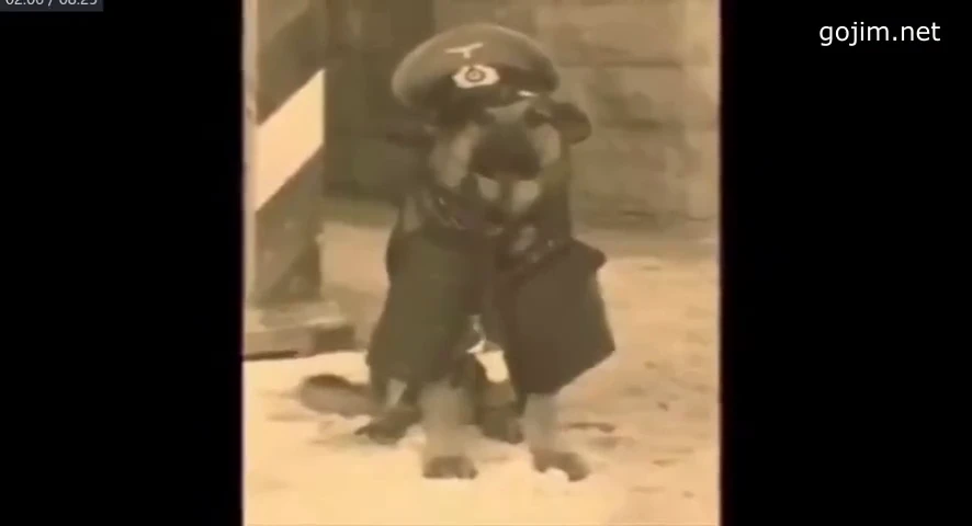 nacisté a zvířata